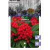 Skimmia (Skimmia Japonica &ldquo;Temptation&rdquo; PBR) heester