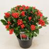 Skimmia (Skimmia Japonica &ldquo;Temptation&rdquo; PBR) heester