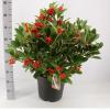 Skimmia (Skimmia Japonica &ldquo;Temptation&rdquo; PBR) heester