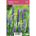 Leliegras (liriope muscari "Ingwersen") najaarsbloeier