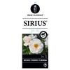 Rozen Sirius op stam