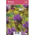 Bergamot (monarda "Prairie Night") najaarsbloeier