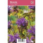 Bergamot (monarda "Prairie Night") najaarsbloeier