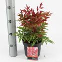 Hemelse bamboe (Nandina domestica &ldquo;Obsessed&rdquo;&reg;) heester