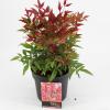 Hemelse bamboe (Nandina domestica &ldquo;Obsessed&rdquo;&reg;) heester