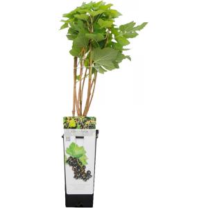 Zwarte bes (ribes nigrum "Titania") fruitplanten Zwarte bes (ribes nigrum "Titania") fruitplanten