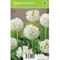 Bolprimula (primula denticulata "Alba") voorjaarsbloeier
