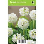 Bolprimula (primula denticulata "Alba") voorjaarsbloeier