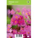 Sleutelbloem (primula rosea "Gigas") voorjaarsbloeier