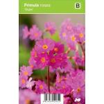 Sleutelbloem (primula rosea "Gigas") voorjaarsbloeier