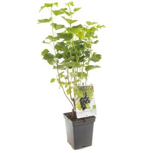 Plantenwinkel.nl Jostabes (ribes Nigrum "Jostabes") Fruitplanten - In 5 Liter Pot - 1 Stuks