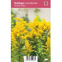 Guldenroede (solidago canadensis "Golden Baby") najaarsbloeier