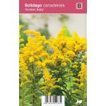Guldenroede (solidago canadensis "Golden Baby") najaarsbloeier