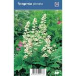 Schout bij nacht (rodgersia pinnata) schaduwplant