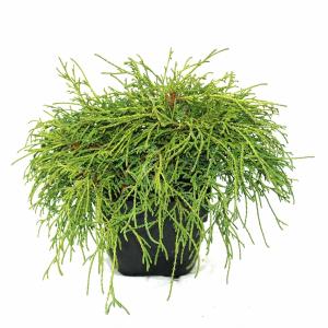 Schijncipres (Chamaecyparis pisifera "Filifera Nana") conifeer Schijncipres (Chamaecyparis pisifera "Filifera Nana") conifeer