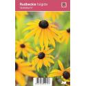 Zonnehoed (rudbeckia fulgida "Goldsturm") najaarsbloeier