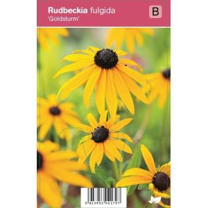 Zonnehoed (rudbeckia fulgida "Goldsturm") najaarsbloeier