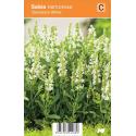 Salie (salvia nemorosa "Sensation White") zomerbloeier