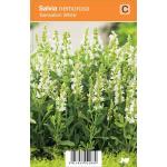 Salie (salvia nemorosa "Sensation White") zomerbloeier