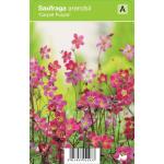 Mossteenbreek (saxifraga arendsii "Carpet Purple") voorjaarsbloeier