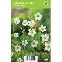 Mossteenbreek (saxifraga arendsii "Carpet White") voorjaarsbloeier