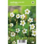 Mossteenbreek (saxifraga arendsii "Carpet White") voorjaarsbloeier