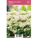 Hemelsleutel (sedum spectabile "Stardust") najaarsbloeier