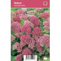 Hemelsleutel (sedum "Herbstfreude") najaarsbloeier