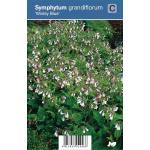 Smeerwortel (symphytum grandiflorum "Wisley Blue") schaduwplant