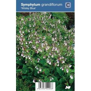 Smeerwortel (symphytum grandiflorum "Wisley Blue") schaduwplant