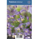 Ruit (thalictrum delavayi) schaduwplant
