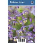 Ruit (thalictrum delavayi) schaduwplant