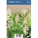 Schuimbloem (tiarella cordifolia) schaduwplant