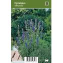 Hyssop (hyssopus officinalis) kruiden