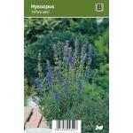 Hyssop (hyssopus officinalis) kruiden