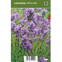 Lavendel (lavandula officinalis) kruiden