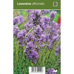 Lavendel (lavandula officinalis) kruiden