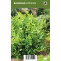 Lavas (levisticum officinale) kruiden