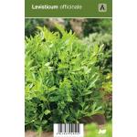 Lavas (levisticum officinale) kruiden