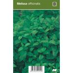 Citroenmelisse (melissa officinalis) kruiden