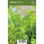 Pepermunt (mentha piperita) kruiden