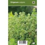 Wilde marjolein (origanum vulgare) kruiden