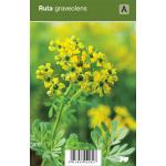 Wijnruit (ruta graveolens) kruiden
