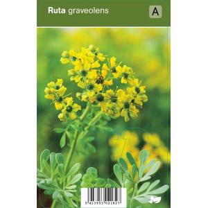 Wijnruit (ruta graveolens) kruiden