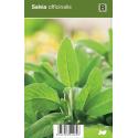 Salie (salvia officinalis) kruiden