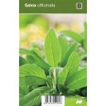 Salie (salvia officinalis) kruiden