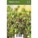 Tijm (thymus vulgaris) kruiden
