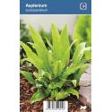 Tongvaren (Asplenium Scolopendrium) schaduwplant