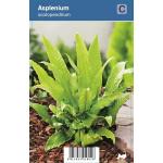Tongvaren (Asplenium Scolopendrium) schaduwplant