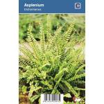 Steenbreekvaren (Asplenium Trichomanes) schaduwplant 
